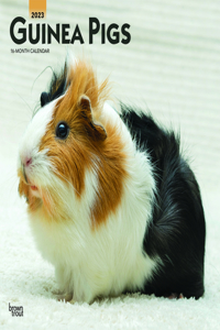 Guinea Pigs 2023 Square