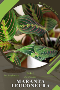 Maranta leuconeura