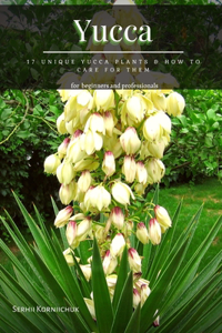 Yucca