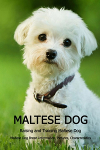 Maltese Dog