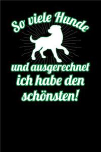 So viele Hunde und ausgerechnet ich habe den schönsten!