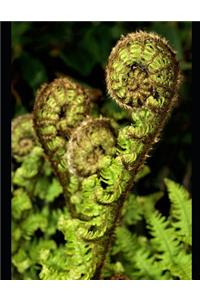 Ferns Notebook