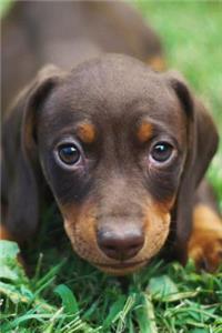 Cute and Soulful Little Brown Dachshund Puppy Dog Journal