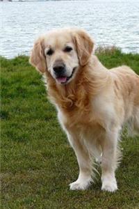 A Happy Friendly Golden Retriever Dog Pet Journal