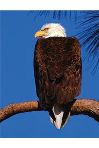 Bald Eagle Blank Sketchbook
