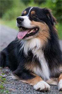 Australian Shepherd Resting on the Path Journal