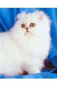 School Composition Book Innocent White Cat Photo 130 Pages