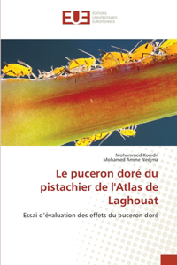 Le puceron doré du pistachier de l'Atlas de Laghouat