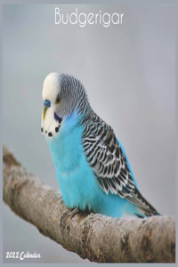 Budgerigar 2022 Calendar