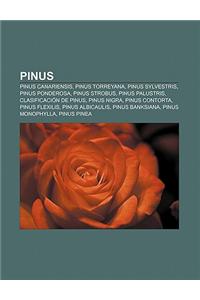 Pinus: Pinus Canariensis, Pinus Torreyana, Pinus Sylvestris, Pinus Ponderosa, Pinus Strobus, Pinus Palustris, Clasificacion d