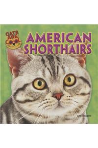 American Shorthairs