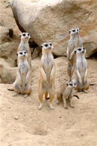 A Gathering of Meerkats Journal