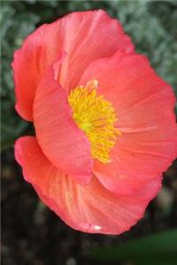 Gorgeous Pink Icelandic Poppy with Yellow Stamen Flower Journal