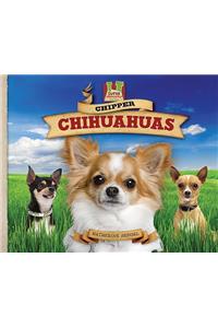 Chipper Chihuahuas