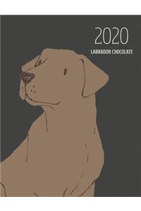 2020 Labrador Chocolate