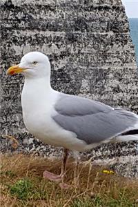 Seagull on the Cliffs of Normandy, France Journal
