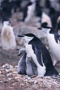 Chinstrap Penguin Mother with Chicks Journal