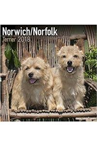 Norwich/Norfolk Terrier Calendar 2018