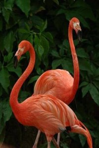 Flamingo Bullet Journal