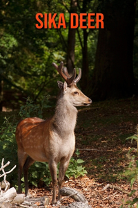 Sika Deer