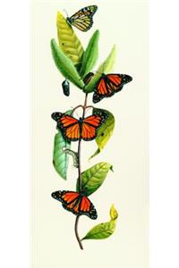 Milkweed and Butterfly