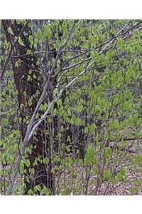 School Composition Book Woods Fresh Spring Leaves