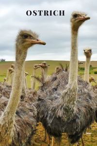 Ostrich