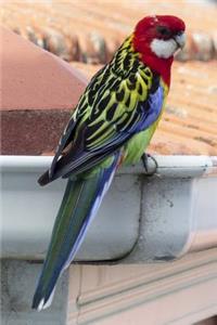 Eastern Rosella (Platucercus Eximius) Bird Journal