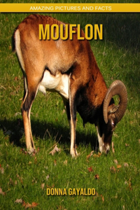 Mouflon