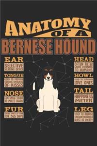 Anatomy Of A Bernese Hound
