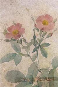 Rosa Alpina Laevis