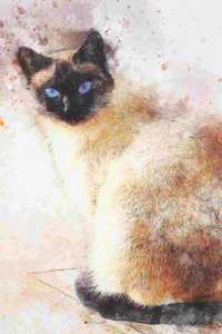 2019-2020 Academic Planner Weekly and Monthly Wise Cat