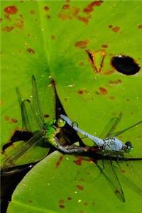 Blue & Green Dragonflies Lined Journal for daily thoughts notebook Lovely Lake Arrowhead Photograph