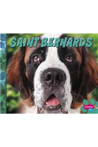 Saint Bernards