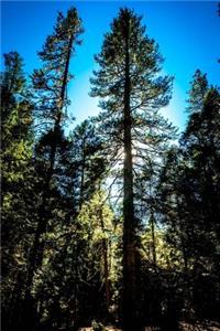 A Secluded Wooded Valley in Yosemite National Park Journal