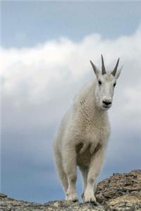 Mountain Goat (Oreamnos Americanus) Journal