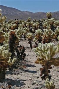 A Gorgeous View of Multiple Joshua Trees in the Desert Journal