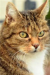 Domestic Cat Profile Journal