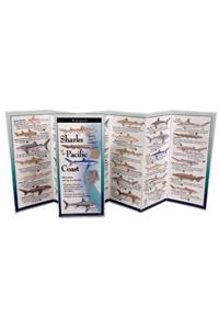 Sharks & Rays of the Pacific Coast