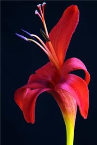 Beautiful Crocosmia Lucifer Bloom Journal