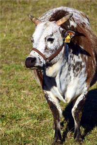 Zebu Cow in a Field Journal