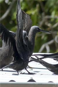 Shearwater Birds on a Roof Journal