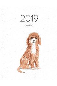 2019 Cavapoo