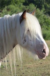 Sweet White Horse Portrait in the Sunshine Journal