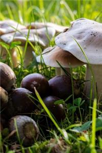 Mushrooms and Acorns Journal