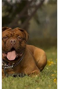 Bullmastiff Notebook 5 x 8 150 lined pages glossy softcover