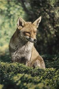 Fox Journal