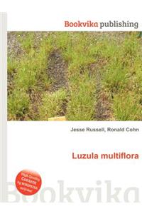 Luzula Multiflora