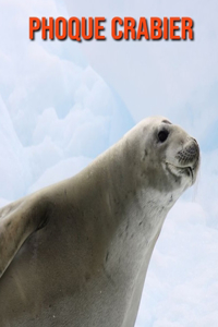 Phoque Crabier