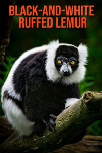 Black-and-White Ruffed Lemur